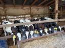 Eladó 9 db Holstein fríz bikaborjú