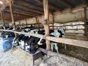 Eladó 9 db Holstein fríz bikaborjú