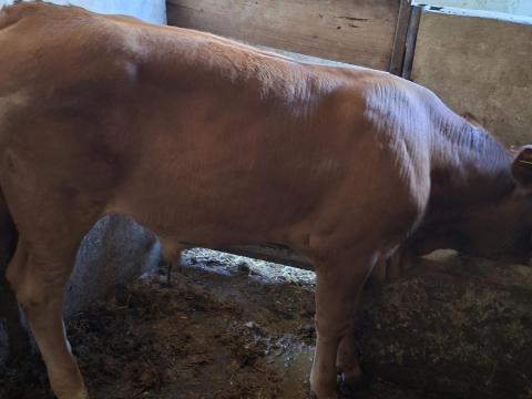 Költözne limousin keresztezett bika Költözne limousin keresztezett bika