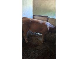 Költözne limousin keresztezett bika