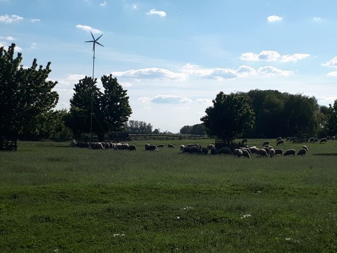Juhászt,  állatgondozót keresek Juhászt,  állatgondozót keresek