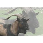 Alpesi és Szánentáli Kecsketenyésztők Magyarországi Egyesülete