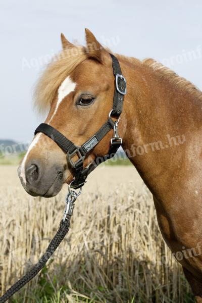 USG Bélelt kötőfék, fekete, póni