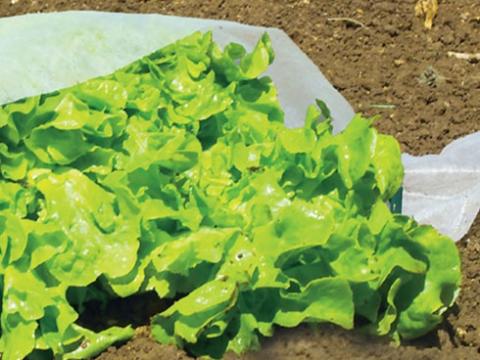 FÁTYOLFÓLIA HOBBY 3,2  X 10 M 7114 FÁTYOLFÓLIA HOBBY 3,2  X 10 M 7114