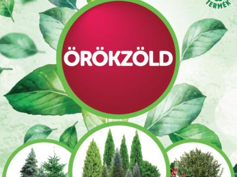 DAMISOL ÖRÖKZÖLD 1 L DAMISOL ÖRÖKZÖLD 1 L