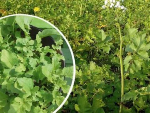 NAGY ZÖLDTÖMEG 30% OLAJRETEK 70% MUSTÁR 25 KG/ZSÁK