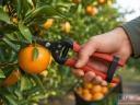 Metsző olló citrus fogó