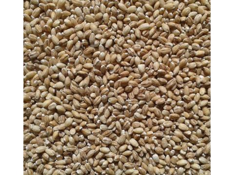 Hántolt árpa (kimérve/kg)