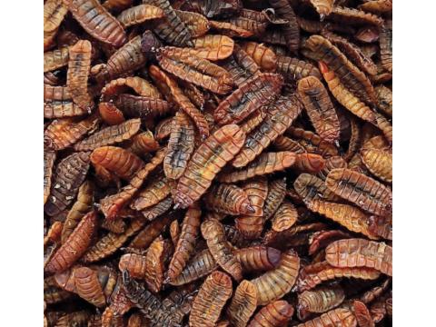 Szárított fekete katonalégy lárva 1kg