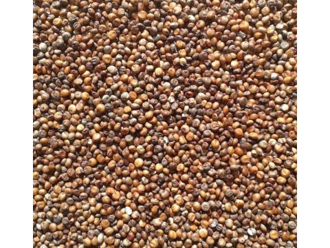 Vörös cirok (kimérve/kg) Vörös cirok (kimérve/kg)