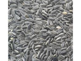 Csíkos napraforgó (kimérve/kg)