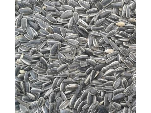 Csíkos napraforgó (kimérve/kg) Csíkos napraforgó (kimérve/kg)