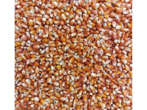 Francia kukorica (kimérve/kg) Francia kukorica (kimérve/kg)