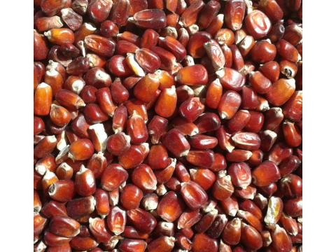 Piros kukorica (kimérve/kg)