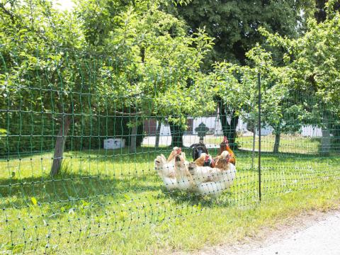 Baromfiháló, 50 m, 106 cm, dupla leszúrós, zöld Baromfiháló, 50 m, 106 cm, dupla leszúrós, zöld