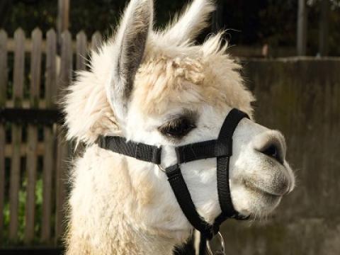 Alpaka kötőfék állítható - kék Alpaka kötőfék állítható - kék