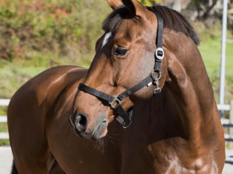 Csúszócsatos kötőfék - full , fekete