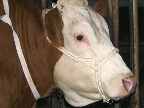 Szarvasmarha kender kötőfék gyűrűvel Szarvasmarha kender kötőfék gyűrűvel