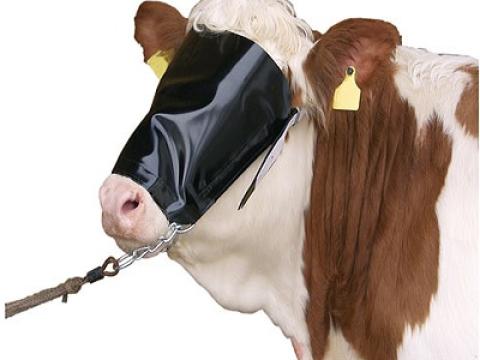 Szarvasmarha szembekötő Szarvasmarha szembekötő