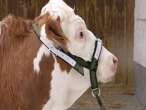 Szarvasmarha fejző, komplett Szarvasmarha fejző, komplett