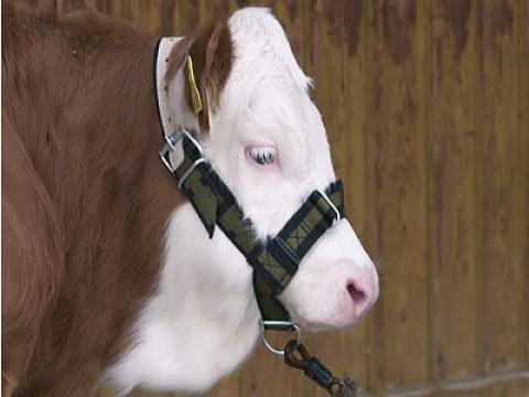 Szarvasmarha kötőfék Szarvasmarha kötőfék