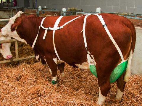 Nyakhevederes tőgyvédő XL Nyakhevederes tőgyvédő XL