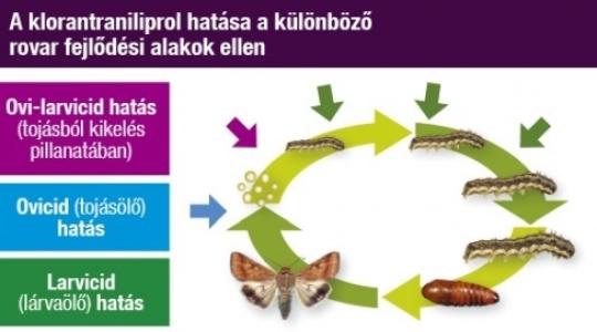 Hetet egy csapásra!  Voliam Targo - Új megoldás a zöldséghajtatás rovarkártevői ellen!