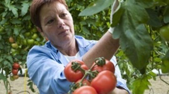 Az időjárás és az import is sújtja a hazai paprika és paradicsom termelőket - helyszíni beszámoló