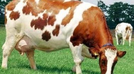 Agroprojekt Kft. - MRY, a XXI. század szarvasmarha fajtája Magyarországon! (+ Videó!)