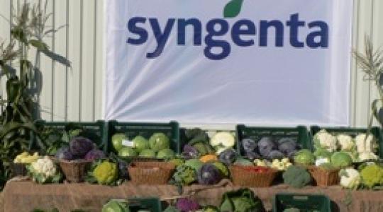 Káposzta-napot tartott a Syngenta Ócsán (+Videó, Képek)