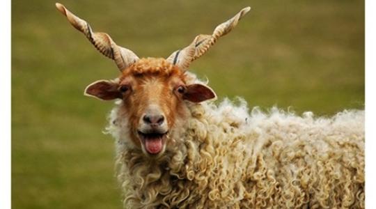 A racka szarva egyedülálló a világon
