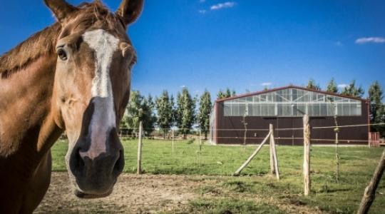 Egy lovarda is elfér a Lindab Systemline csarnokában
