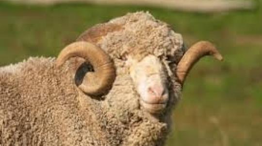 A legnépszerűbb juhfajta: merino