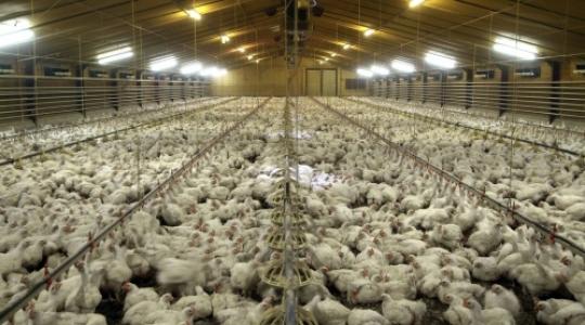 A legújabb broiler takarmányozási program