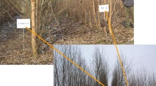 EXPRESS fűz - kiemelkedő teljesítmény a fás biomassza és hengeresfa termelésben