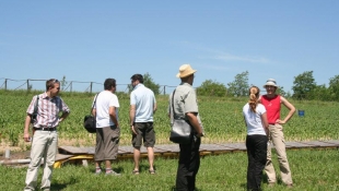 Syngenta Poszméh Program 2010