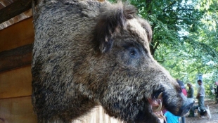 Kaposvári Állattenyésztési Napok - Vadgazdálkodási és Vadgasztronómiai Napok
