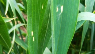 Vigyázat, figyeljetek! Kezdődő vetésfehérítő és sárga rozsda terjedő kártétel. Résen kell lenni!