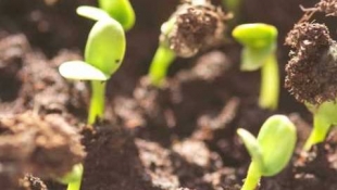 Hogyan hatnak a talajbaktérium készítmények?