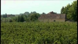 A Szerb-Magyar szőlőnemesítési pályázat - 1. RÉSZ