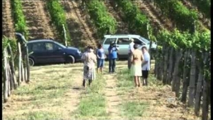 A Szerb-Magyar szőlőnemesítési pályázat eredményei - 7. RÉSZ