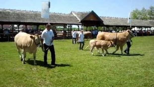 XIX. Alföldi Állattenyésztési és Mezőgazda Napok - Húsmarha bírálat