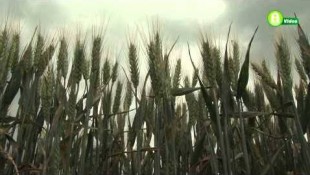 BASF a fenyércirok és a levélfoltosság ellen - Szántóföld Napja Szekszárdon