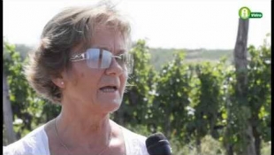 DYNALI - A Syngenta új készítménye a lisztharmat elleni küzdelemben