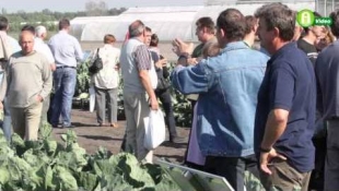 Syngenta újdonságok Ócsáról - Káposztafélék Nyílt Napja