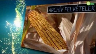 Középpontban az aszály - Dekalb hibridek aszály ellen (+Nissan nyereményjáték díjátadó)