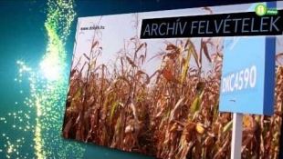 Aszályban is jól teljesítettek a DEKALB kukoricák