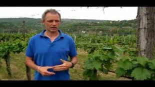 Szőlővédelmi előrejelzés a Dél-Dunántúlra