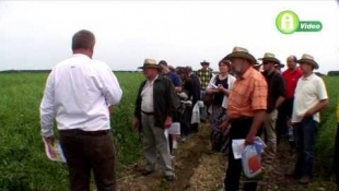 Limagrain repce hibridek