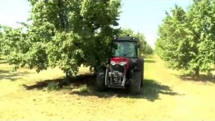 Massey Ferguson 3600 szőlő és gyümölcsös traktor – Kertészeti pályázathoz is!